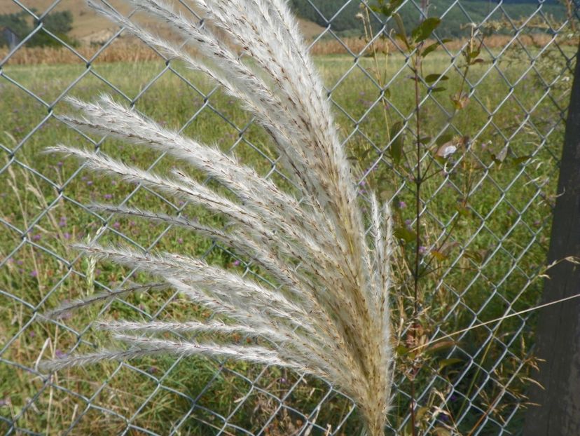 miscanthus sinensis Memory - Dobarland 2019 4