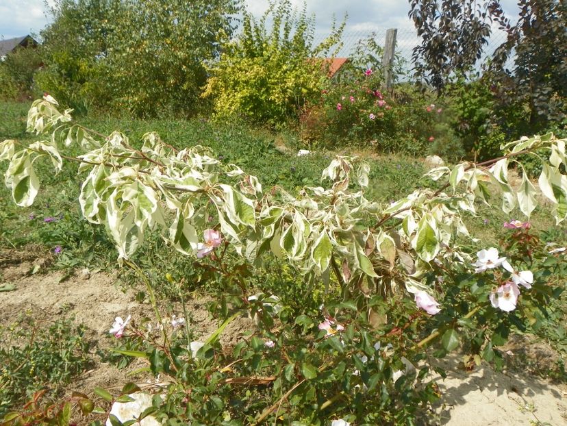 cornus controversa Variegata - Dobarland 2019 4