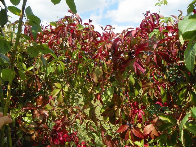 parthenocyssus quinquefolia - Dobarland 2019 4