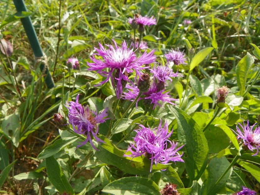 centaurea jacea - Dobarland 2019 4