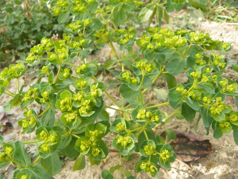 euphorbia - Dobarland 2019 4