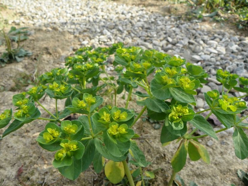 euphorbia - Dobarland 2019 4