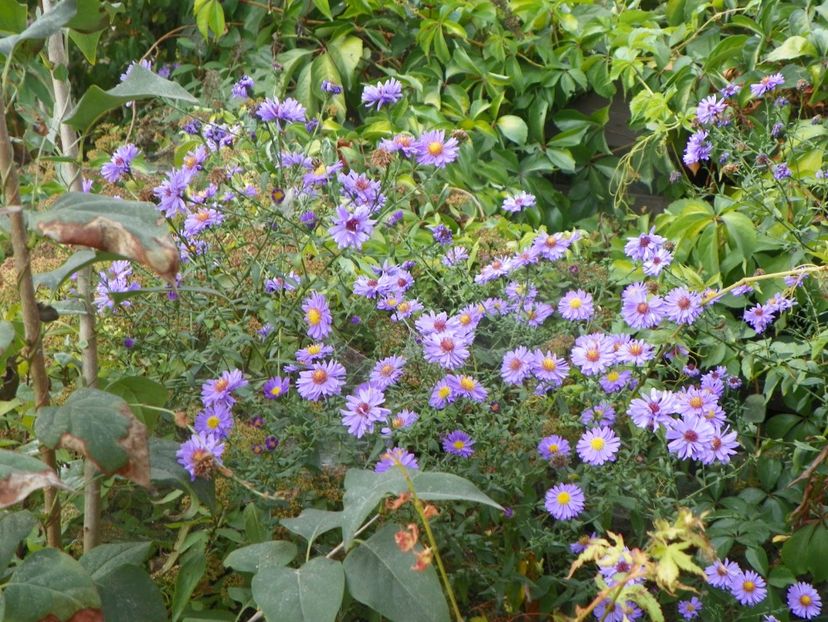 aster inalt - Dobarland 2019 4