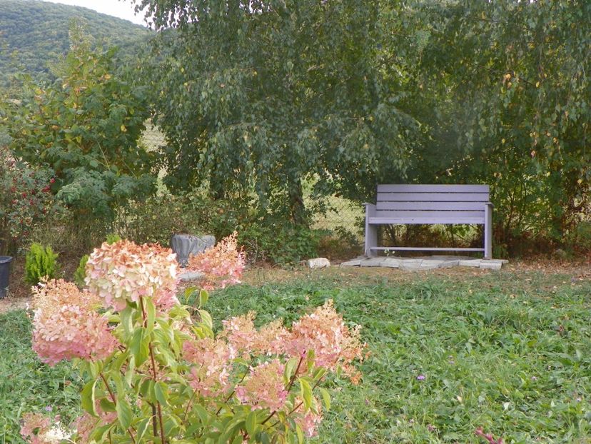 hydrangea pan. Phantom - Dobarland 2019 4