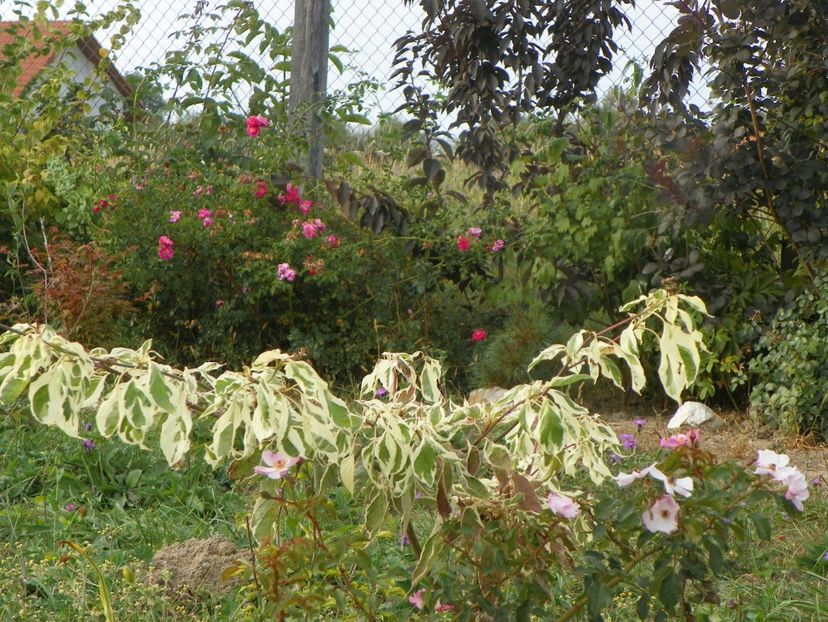 cornus controversa Variegata si Magic Meidiland - Dobarland 2019 4
