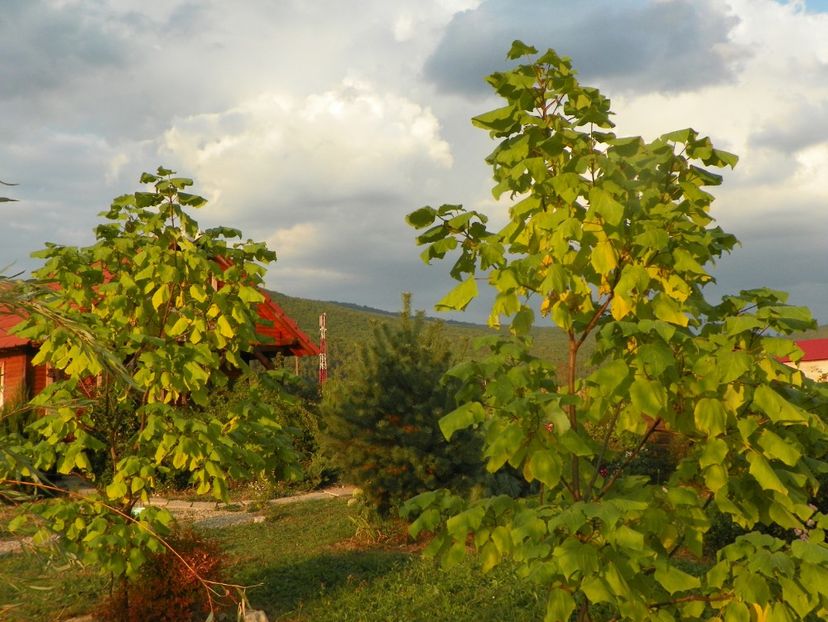 catalpa bungei - Dobarland 2019 4