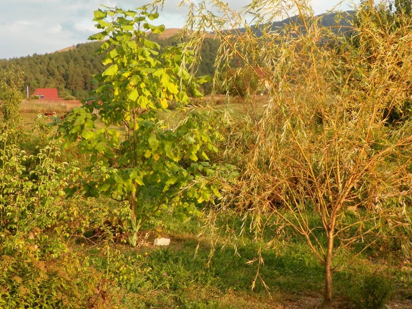 salix babylonica - Dobarland 2019 4