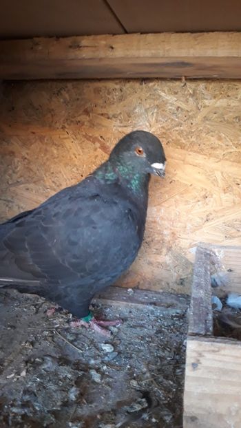  - Porumbei americani