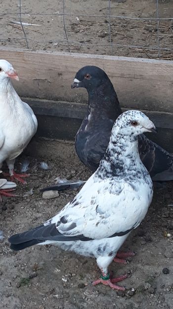  - Porumbei americani