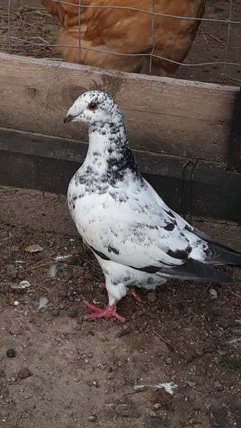  - Porumbei americani