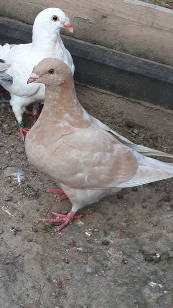  - Porumbei americani