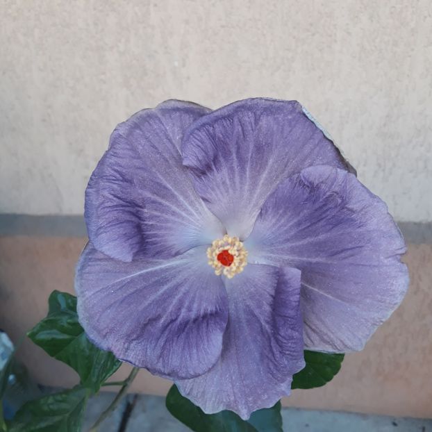  - Hibi Moorea Mangy Blue