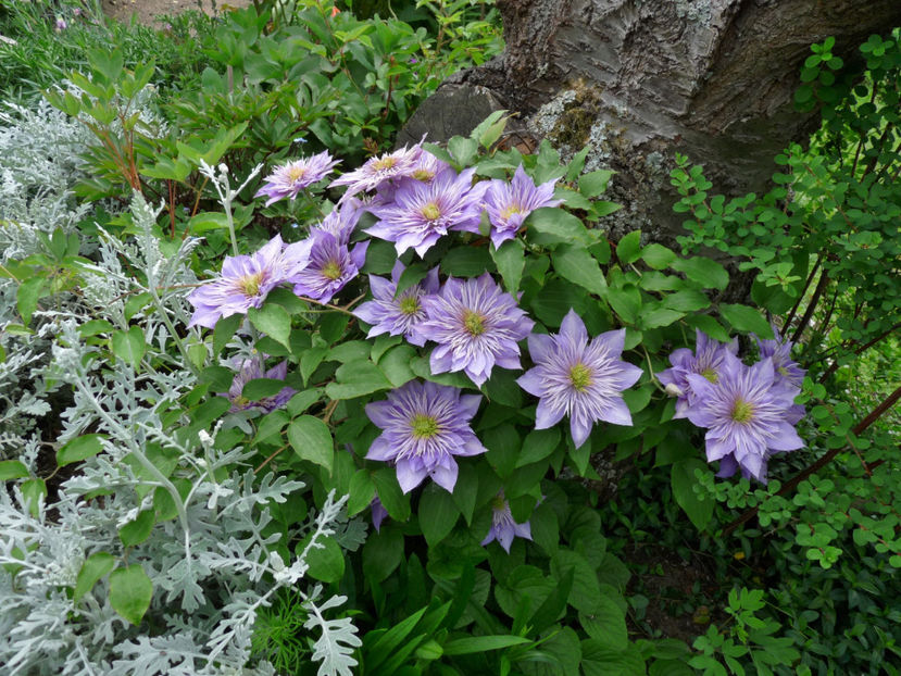 - Clematis