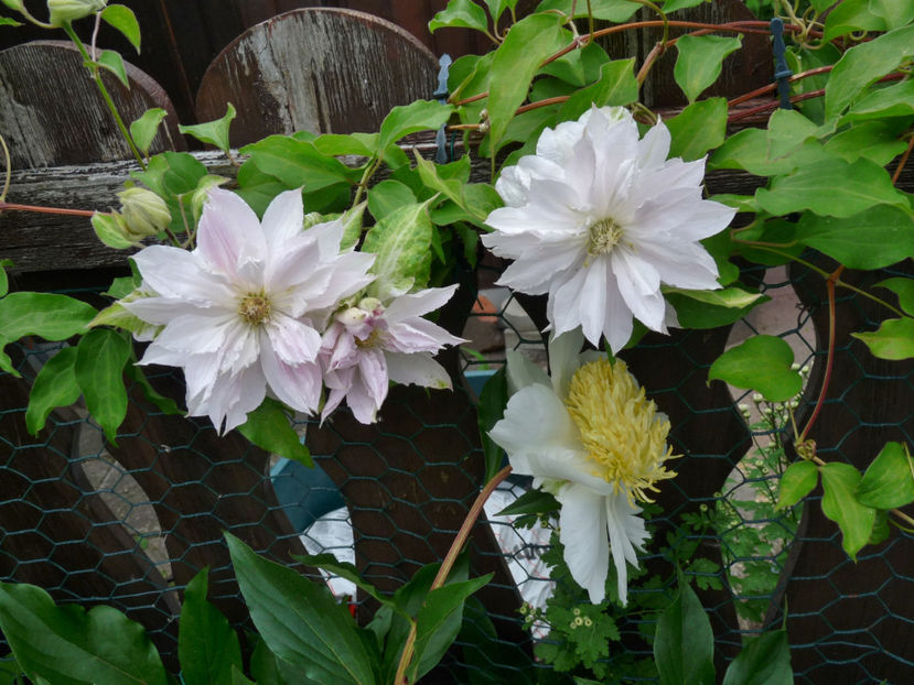  - Clematis