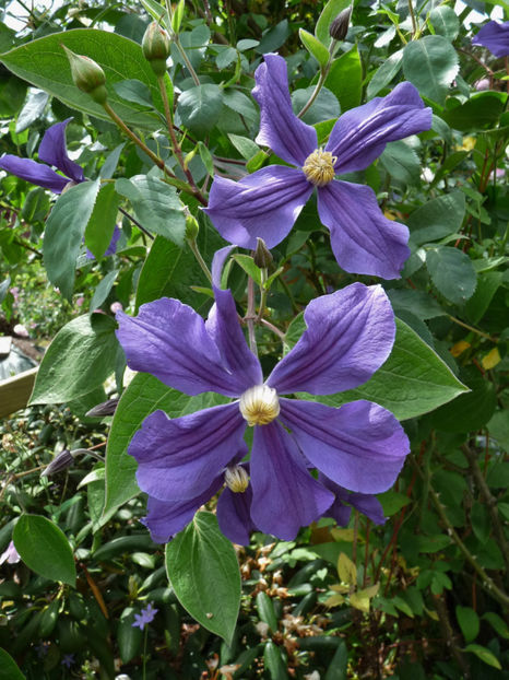  - Clematis