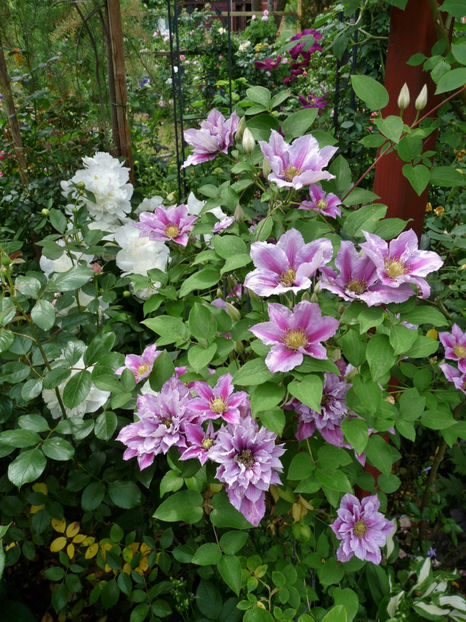  - Clematis