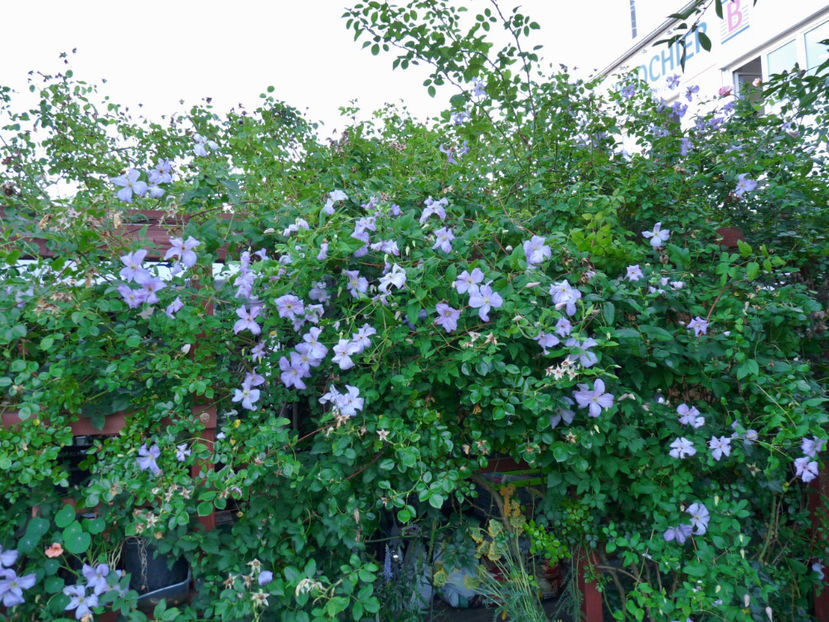  - Clematis