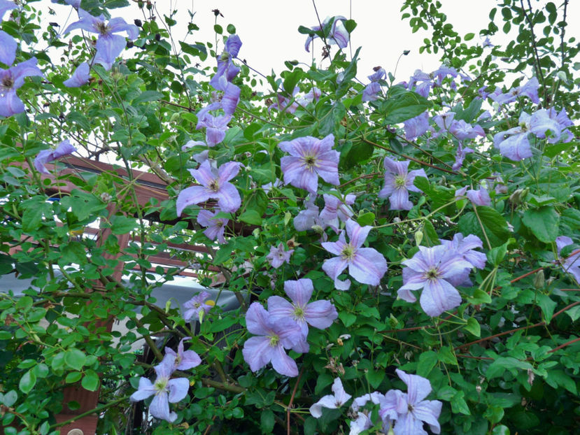  - Clematis