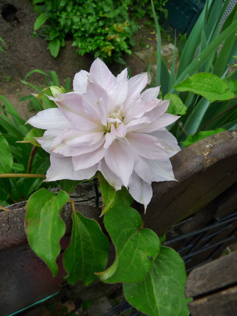  - Clematis