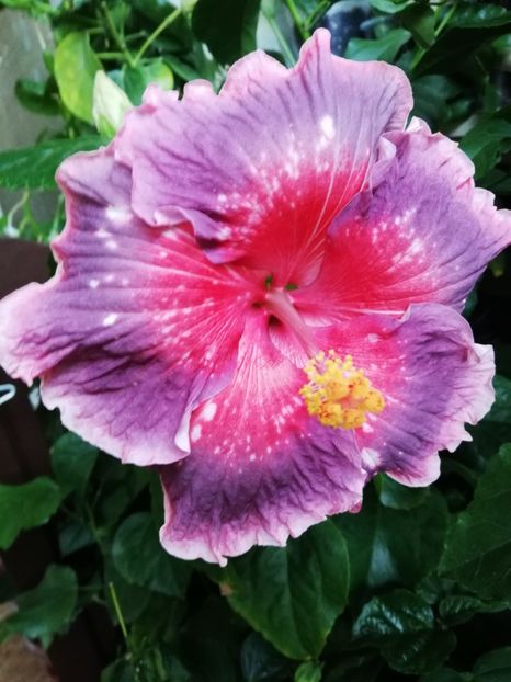  - Hibiscusi 2019 - 4