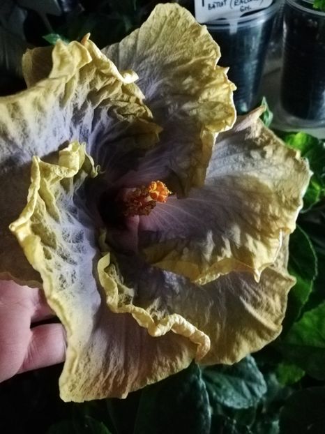  - Hibiscusi 2019 - 4