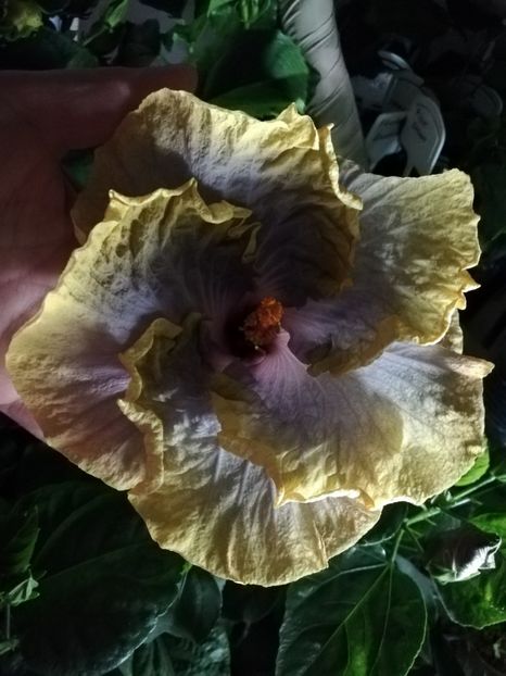  - Hibiscusi 2019 - 4