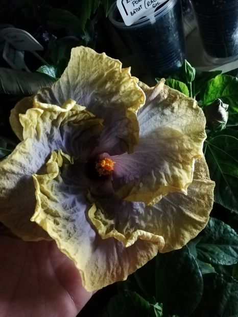  - Hibiscusi 2019 - 4