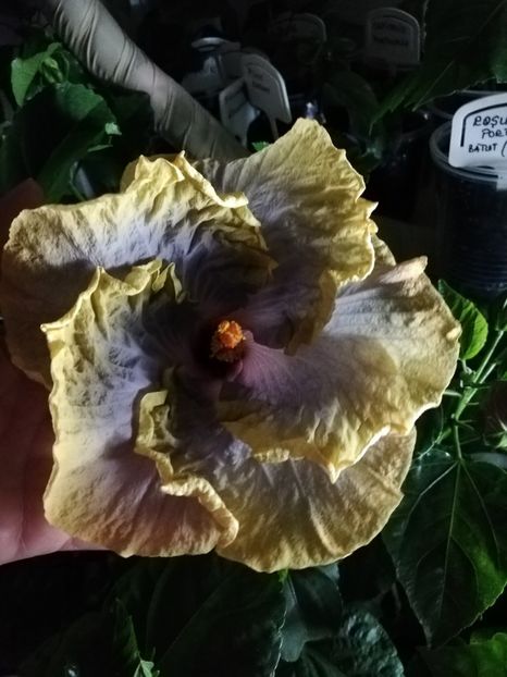  - Hibiscusi 2019 - 4