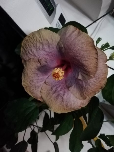  - Hibiscusi 2019 - 4