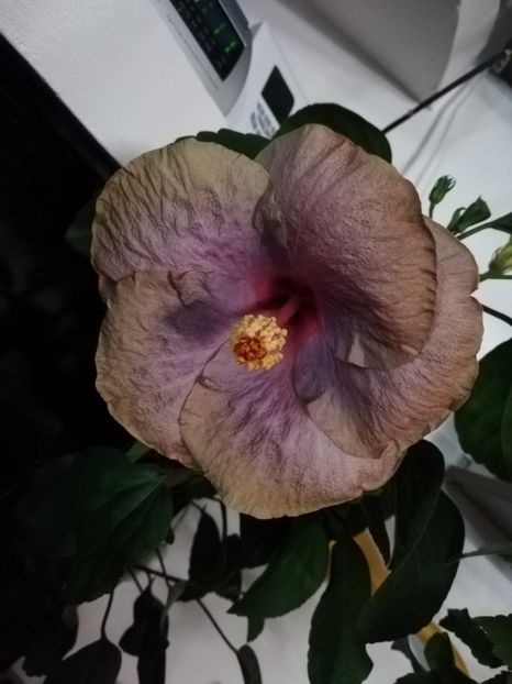  - Hibiscusi 2019 - 4