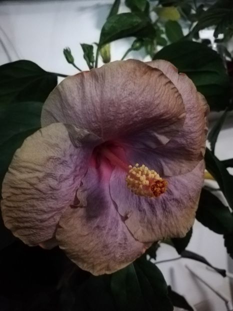  - Hibiscusi 2019 - 4