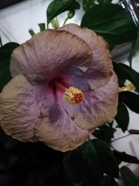  - Hibiscusi 2019 - 4