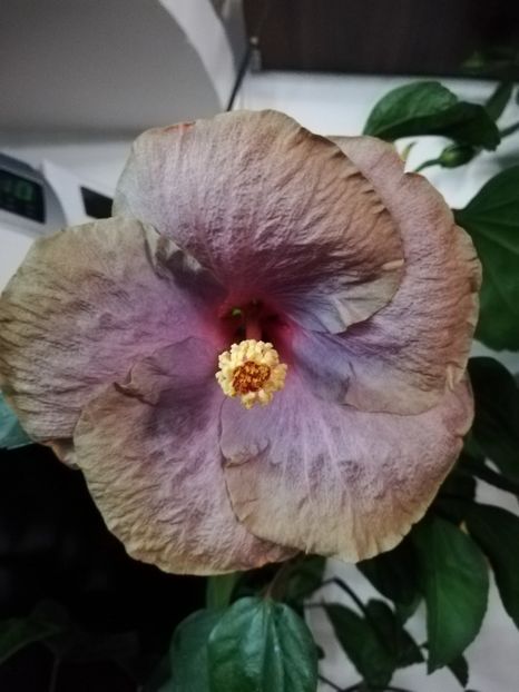  - Hibiscusi 2019 - 4