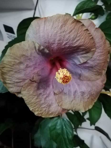  - Hibiscusi 2019 - 4