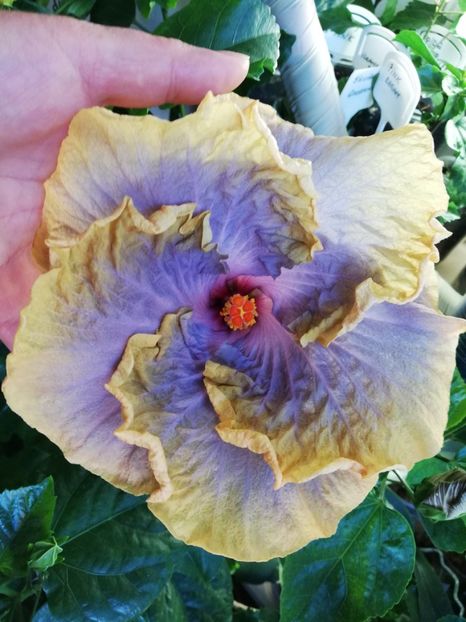  - Hibiscusi 2019 - 4