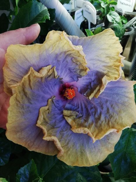 Creole Lady - Hibiscusi 2019 - 4