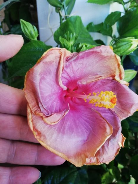  - Hibiscusi 2019 - 4