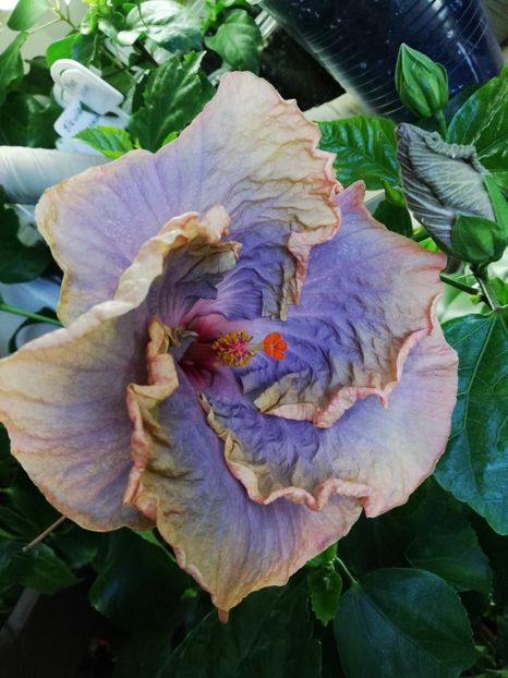  - Hibiscusi 2019 - 4