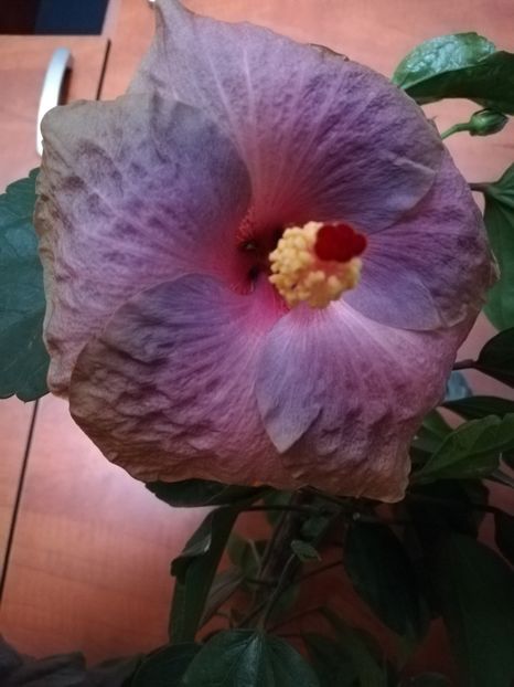  - Hibiscusi 2019 - 4
