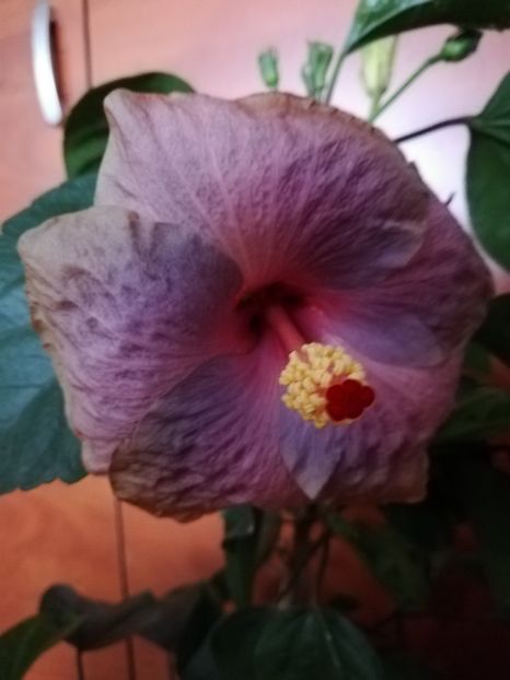  - Hibiscusi 2019 - 4