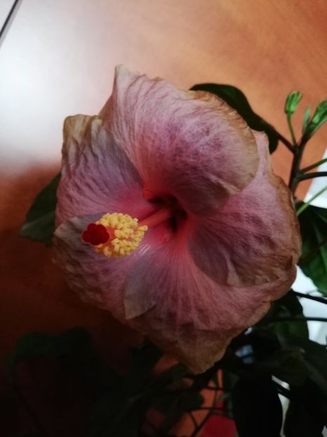  - Hibiscusi 2019 - 4