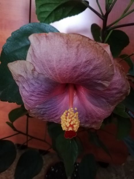  - Hibiscusi 2019 - 4