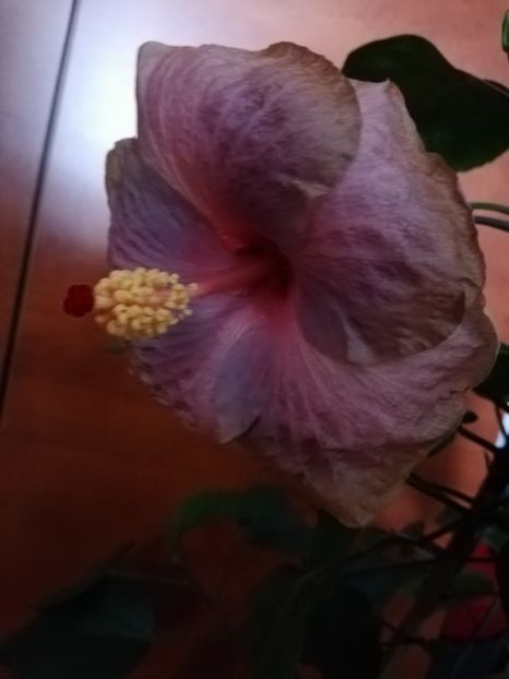  - Hibiscusi 2019 - 4