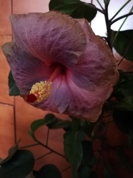  - Hibiscusi 2019 - 4