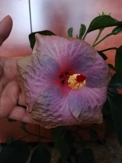  - Hibiscusi 2019 - 4