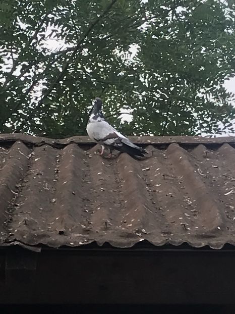 D938914F-379C-4CEC-AD9E-BCCD02FD4D8F - Panduri - nu ii mai dețin