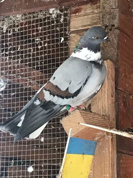 A4EF1113-7806-46EC-A12E-55CD46F65F6C - Panduri - nu ii mai dețin