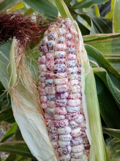  - SEMINTE PORUMB - GNEIS - P 25