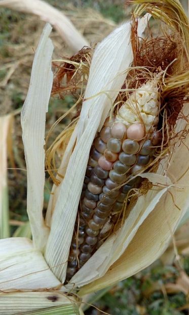  - SEMINTE PORUMB POPCORN - GRUNPERL P 26