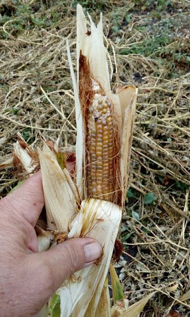  - SEMINTE PORUMB POPCORN - GRUNPERL P 26